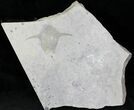 Well Preserved Phyllocarid (Pseudoarctolepis sharpi) - Utah #21535-3